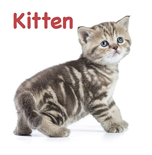 Pets Touch and Feel Board Book for Children: Sensory Adventure The World of Friendly | Early Learning with Touch, Sight, and Simple Words | Animal Recognition Skills | Touch, Feel, Learn, and Love