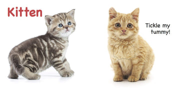 Pets Touch and Feel Board Book for Children: Sensory Adventure The World of Friendly | Early Learning with Touch, Sight, and Simple Words | Animal Recognition Skills | Touch, Feel, Learn, and Love