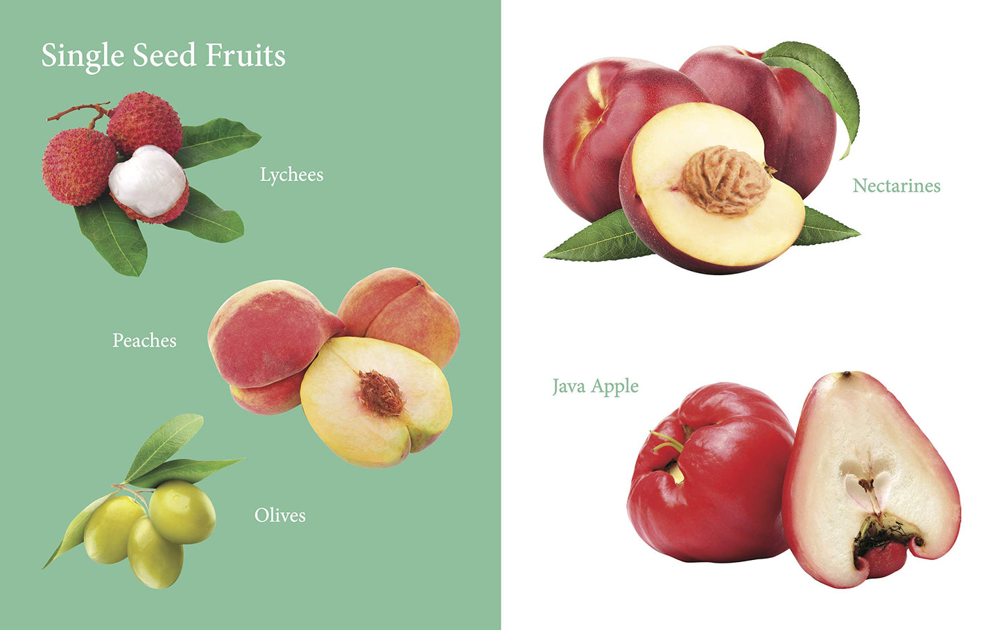 My First Book of Fruits for Children: Fruit Names with Realistic Images | Early Word Recognition | Fun Introduction to Healthy Eating | Learn and Name Fruits with Joy | Colourful Learning Journey for Little Minds