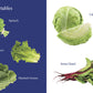My First Book of Vegetables: Fun & Educational Board Book for kids | Early Learning Made Joyful | Realistic Pictures for Easy Recognition | Healthy Eating through Fun Visual Learning | First Step into Nature’s Garden
